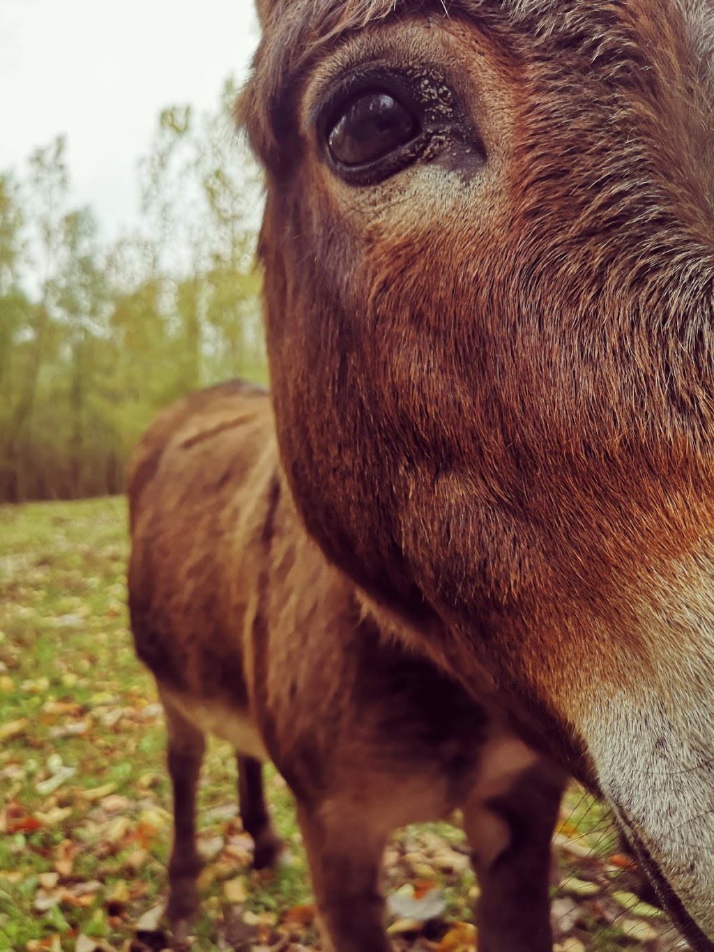 Wyatt Farm | 994 Wyatt Rd, Millgrove, ON L8B 1A3, Canada | Phone: (289) 442-1827