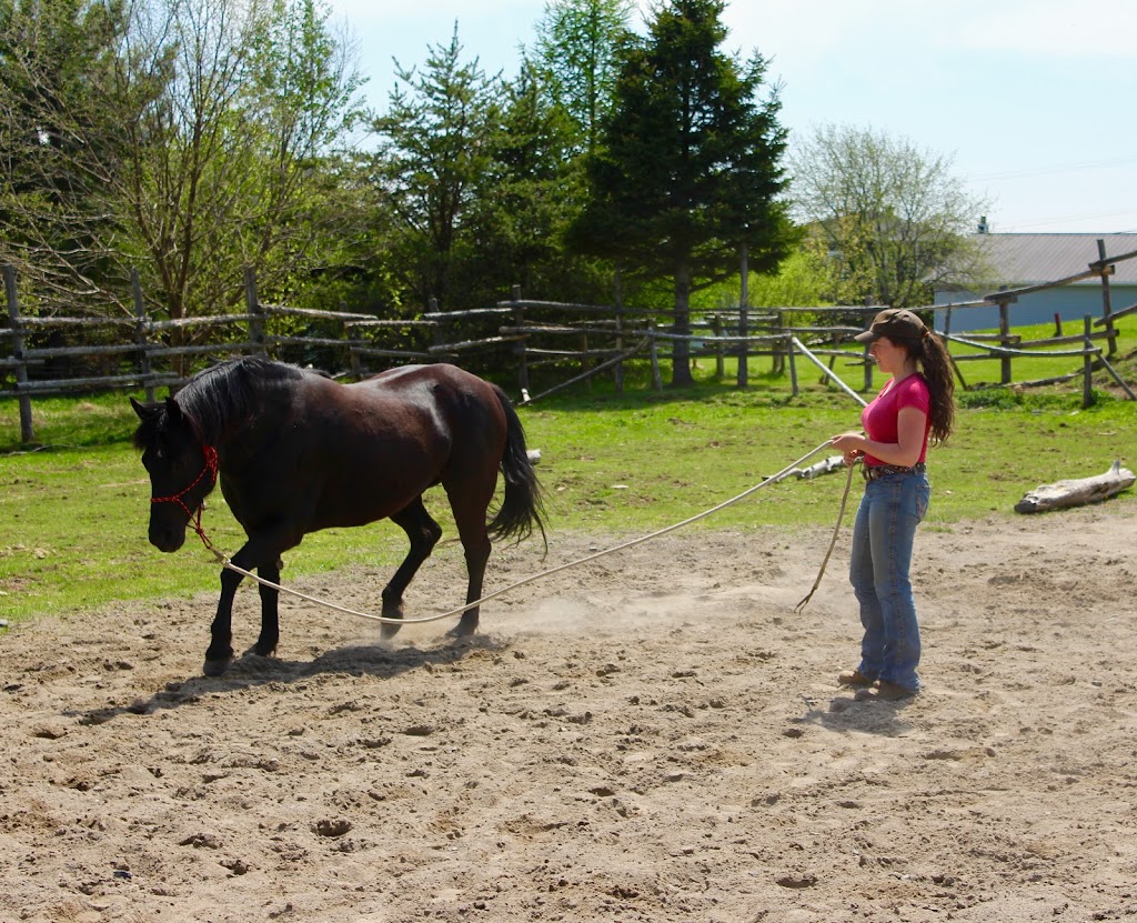 DG Horsemanship | 324 Rang Sainte-Marie, Saint-Alfred, QC G0M 1L0, Canada | Phone: (418) 957-3298