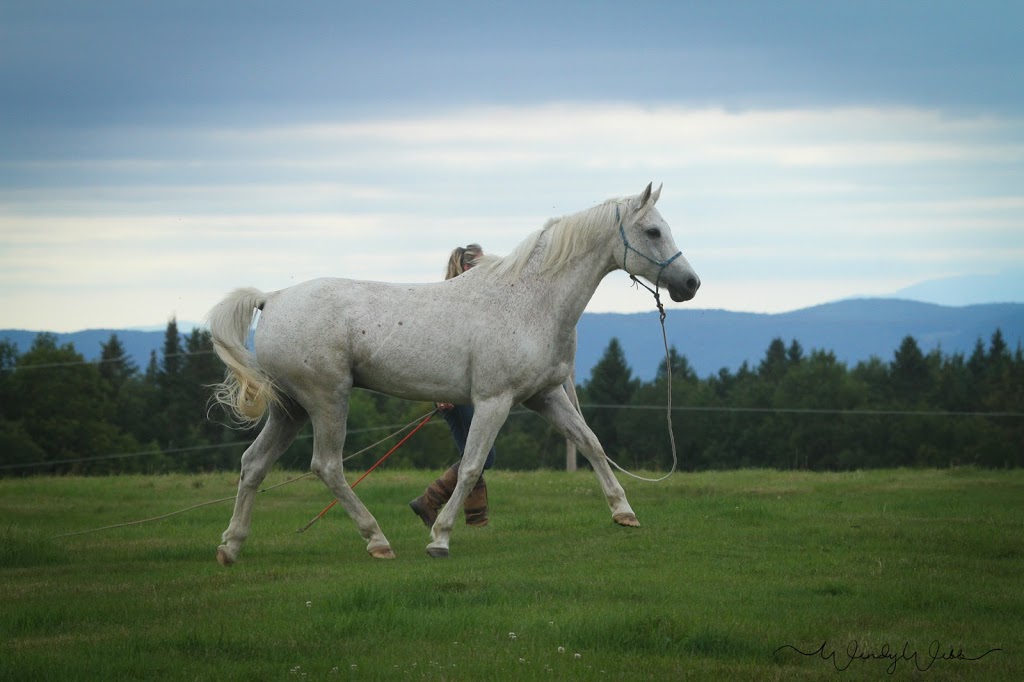 Harmony Hills Equestrian Centre | 181 Chemin Johnston, Cookshire-Eaton, QC J0B 1M0, Canada | Phone: (514) 808-2050