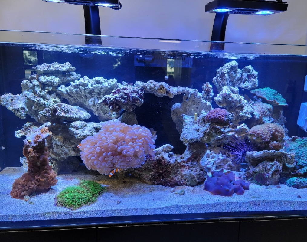 Coral Reefs & Aquariums | 20 Davenrich Ct, Brampton, ON L6Z 1N6, Canada | Phone: (905) 794-2224