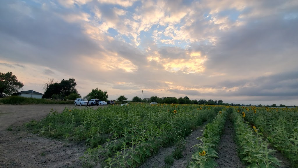 Gill Sunflower Farm | Healey Road and, Centreville Creek Rd, Caledon, ON L7C 0W9, Canada | Phone: (416) 258-8602