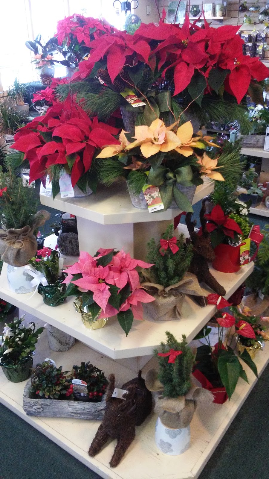 Carleton Place Nursery Ltd | 7164 County Rd No 29, Carleton Place, ON K7C 3P1, Canada | Phone: (613) 257-8175