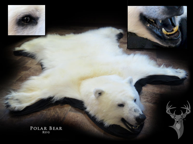 Chris Rawn Taxidermy & Wildlife Arts | 3319 Flos Rd 3 W, Stayner, ON L0M 1S0, Canada | Phone: (705) 719-8732