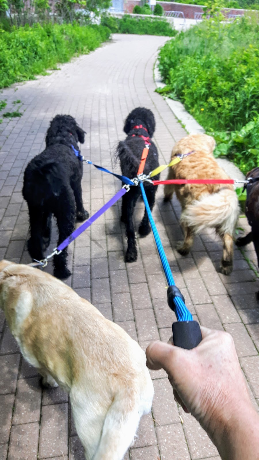 Funleashed Pet Services | 4 Thirteenth St, Etobicoke, ON M8V 3H4, Canada | Phone: (647) 454-8820