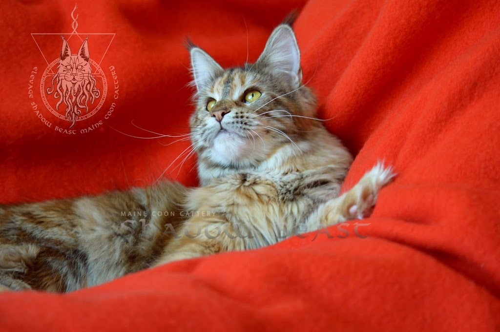 Élevage Shadow Beast Maine Coon Cattery | Route 281 Nord, Armagh, QC G0R 1A0, Canada | Phone: (418) 476-1865