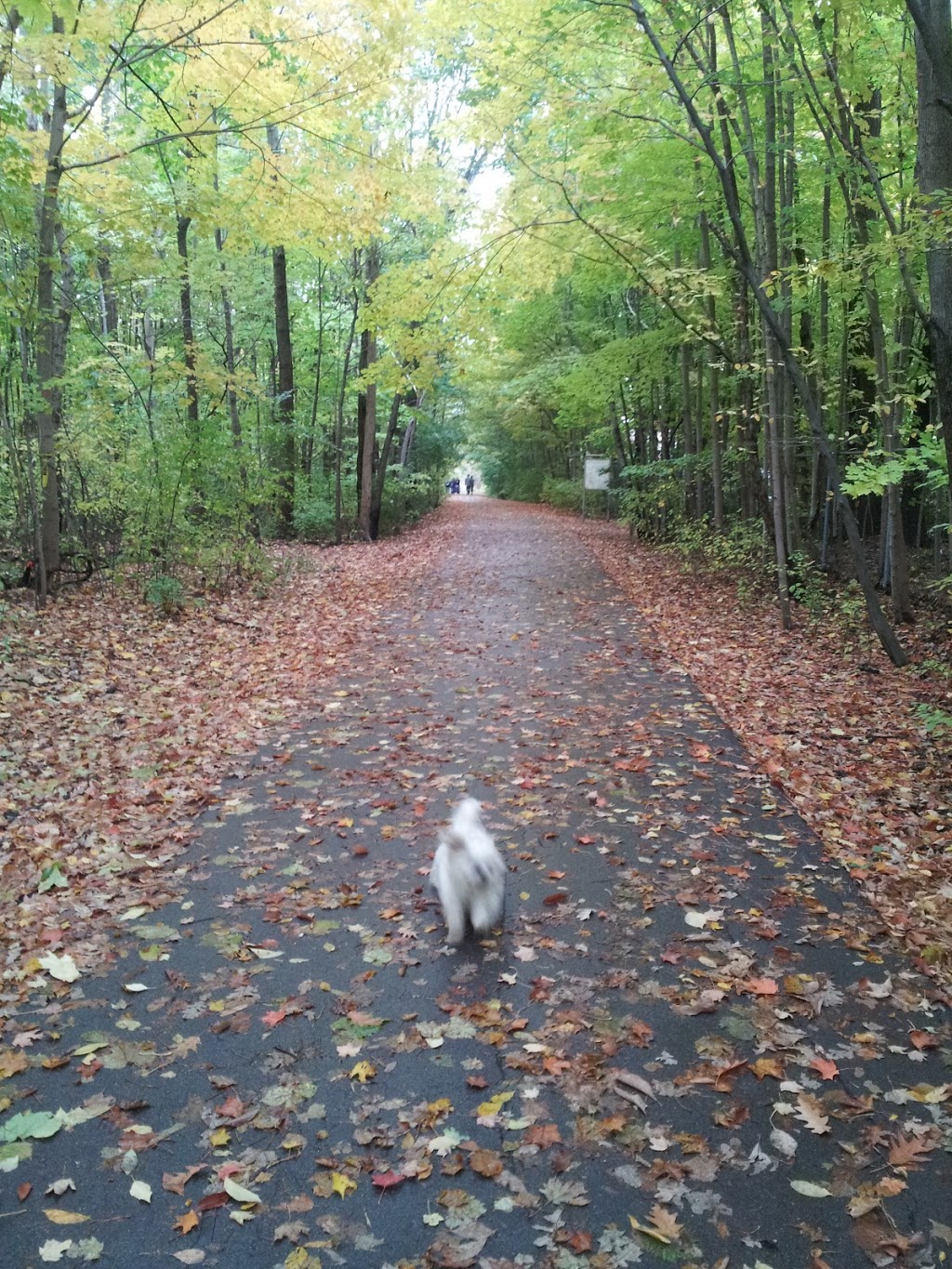 Bestview Hiking Trails | Unnamed Road, North York, ON M2M, Canada