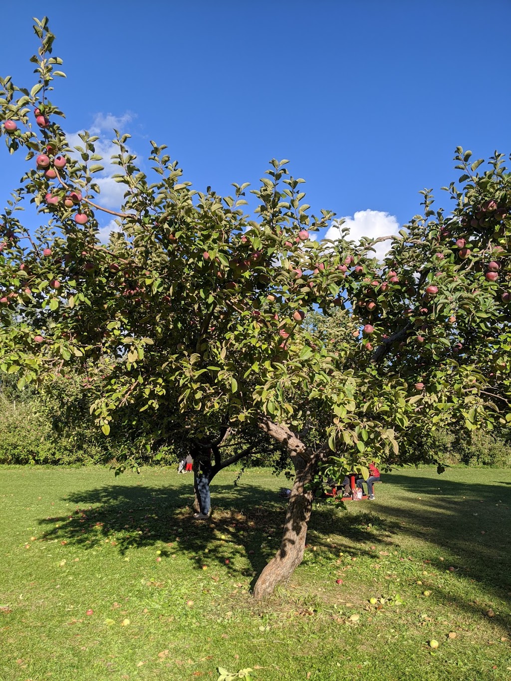 Log Cabin Orchard, closed until august 2021 | 6121 Cabin Rd, Osgoode, ON K0A 2W0, Canada | Phone: (613) 826-5081