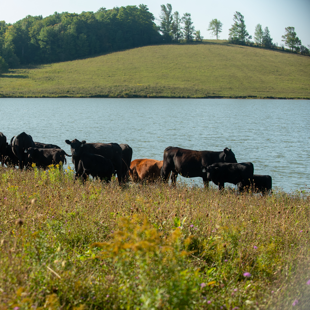 9th Line Cattle Co. | 138430 Grey Rd 112, Meaford, ON N4L 1W5, Canada | Phone: (403) 371-2193