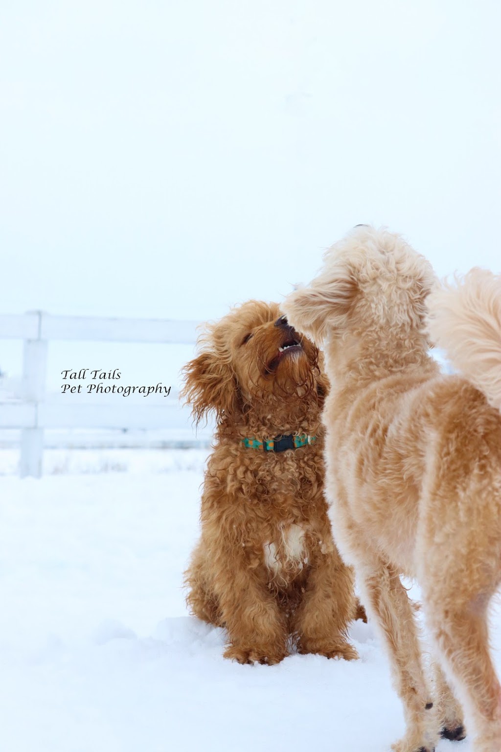 Tall Tails Pet Photography | 107 High St, Sutton, ON L0E 1R0, Canada | Phone: (905) 960-1907