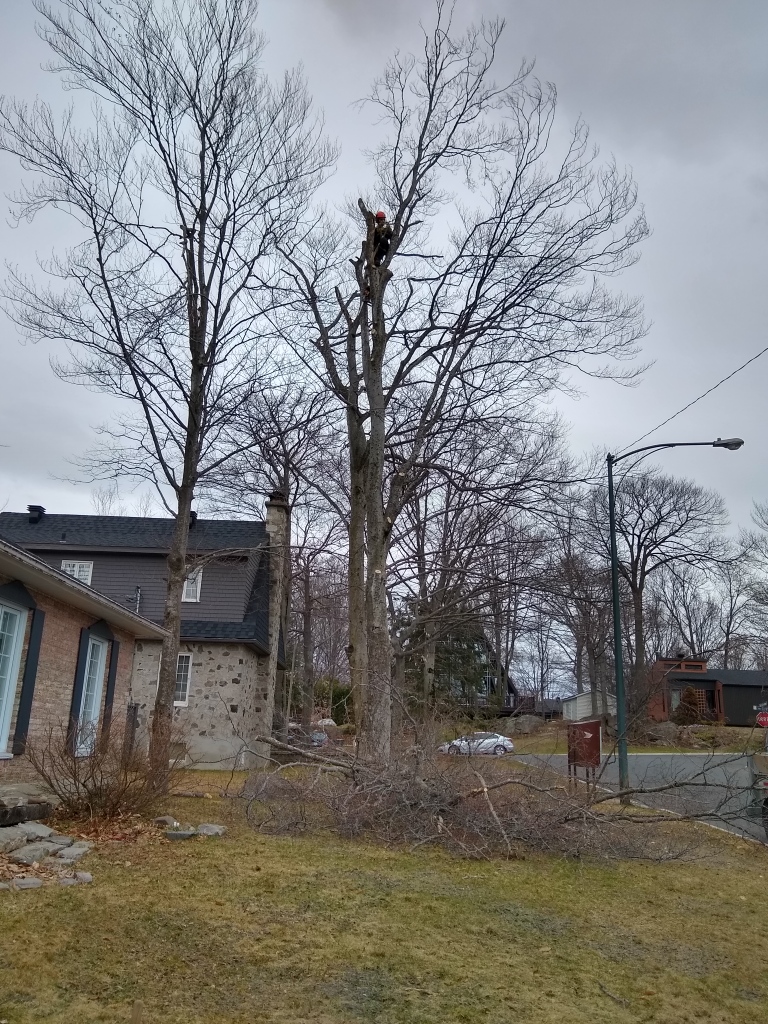 Arboriculture Pagé | 145 Rue Lesage, Saint-Raymond, QC G3L 2L8, Canada | Phone: (418) 283-2083