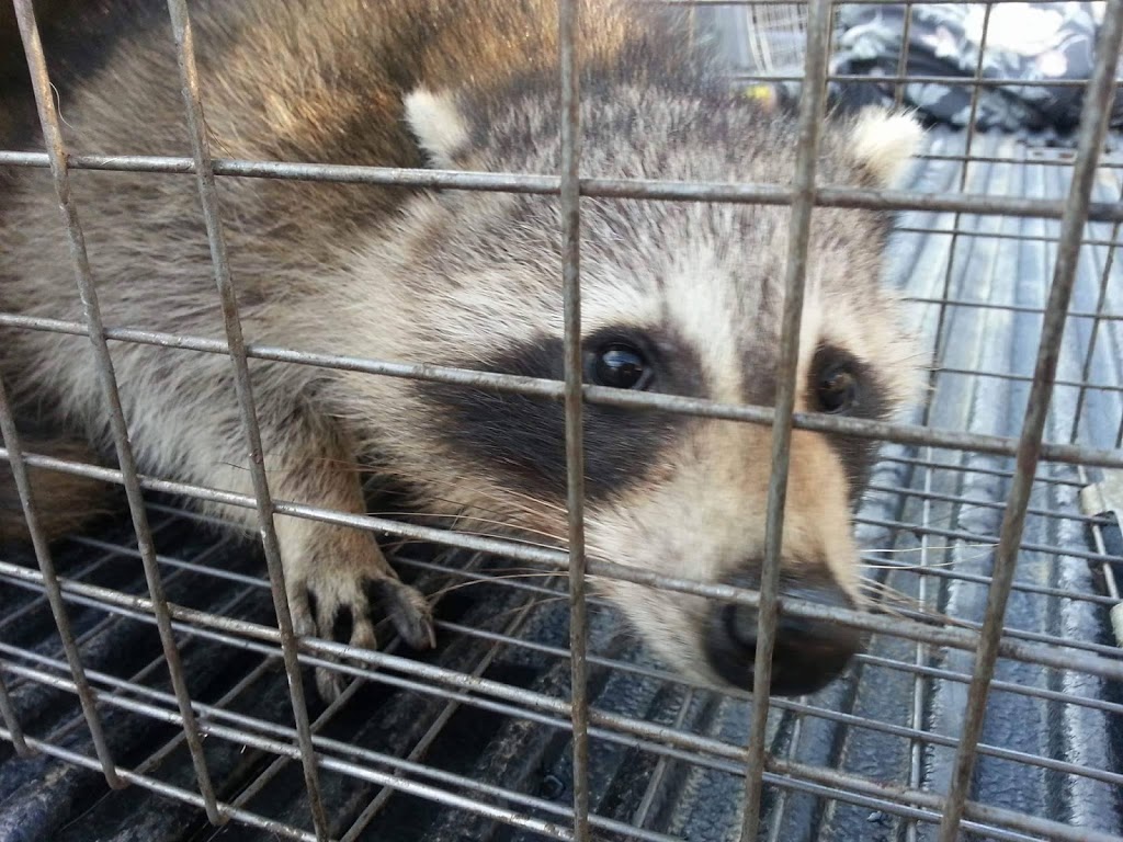 Inline Wildlife Removal | 350 Woodbridge Ave Unit 7, Woodbridge, ON L4L 3K8, Canada | Phone: (905) 766-9010