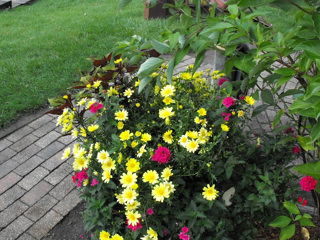 Plants Plus Greenhouse & Nursery | 702 Edith Ave, Petersfield, MB R0C 2L0, Canada | Phone: (204) 738-2634