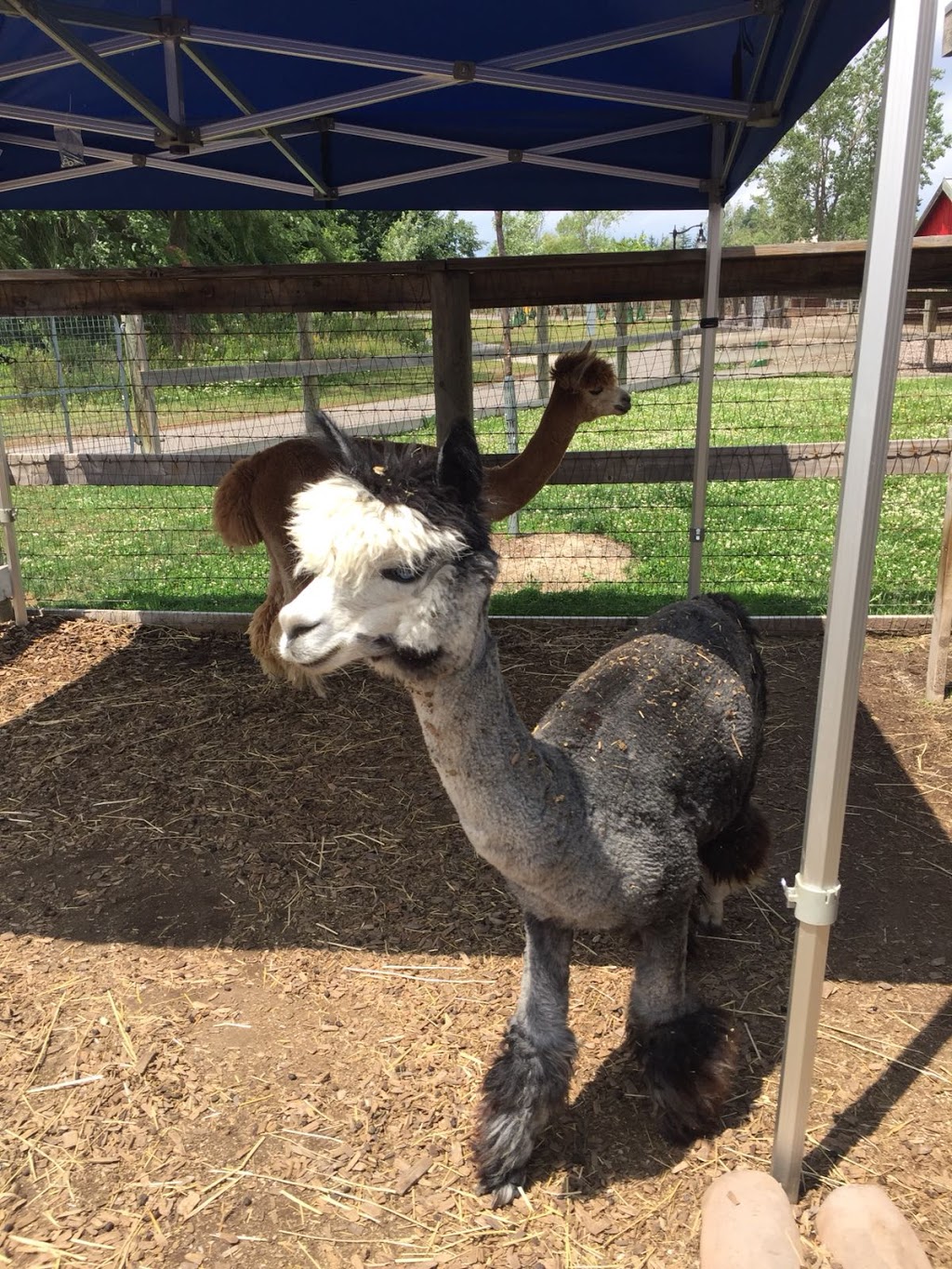 Chinguacousy Park Petting Zoo | 9050 Bramalea Road Central Park Drive & Queen Street East, Brampton, ON L6S 6H1, Canada | Phone: (905) 458-6555