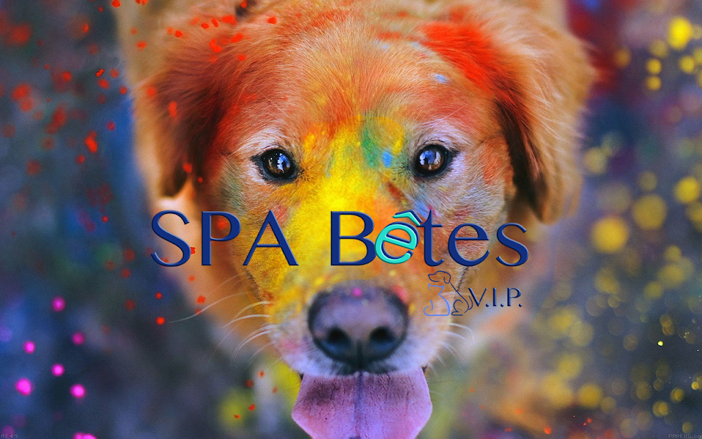 SPA Beasts V.I.P. | 222 Rachel St E, Montreal, QC H2W 1E3, Canada | Phone: (514) 844-8111