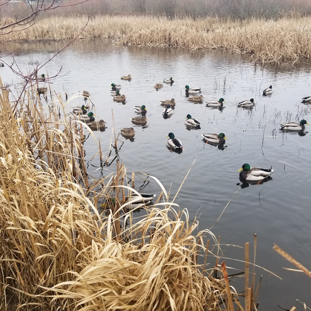 Rithet’s Bog Conservation Society | 4461 Chatterton Way, Victoria, BC V8X 5H7, Canada | Phone: (250) 479-0491