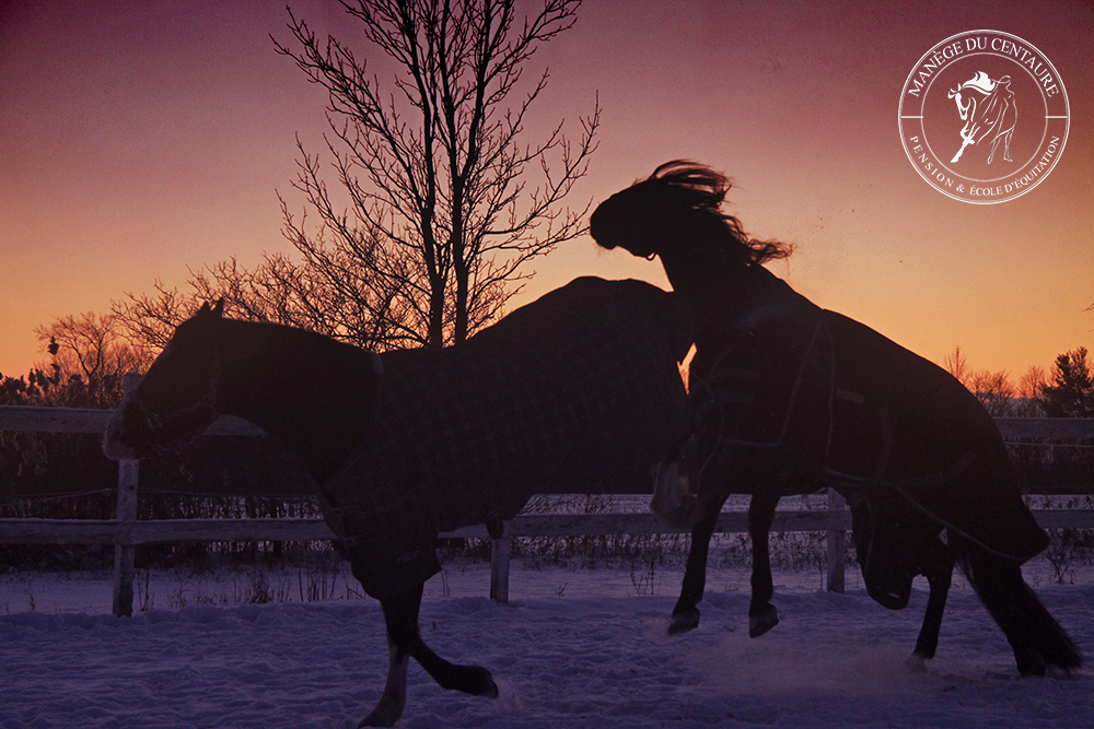 Manège Du Centaure Equestrian Center And School Déquitation | 210 Chemin du Grand-Pré, Saint-Jean-sur-Richelieu, QC J2Y 1J5, Canada | Phone: (450) 358-5559