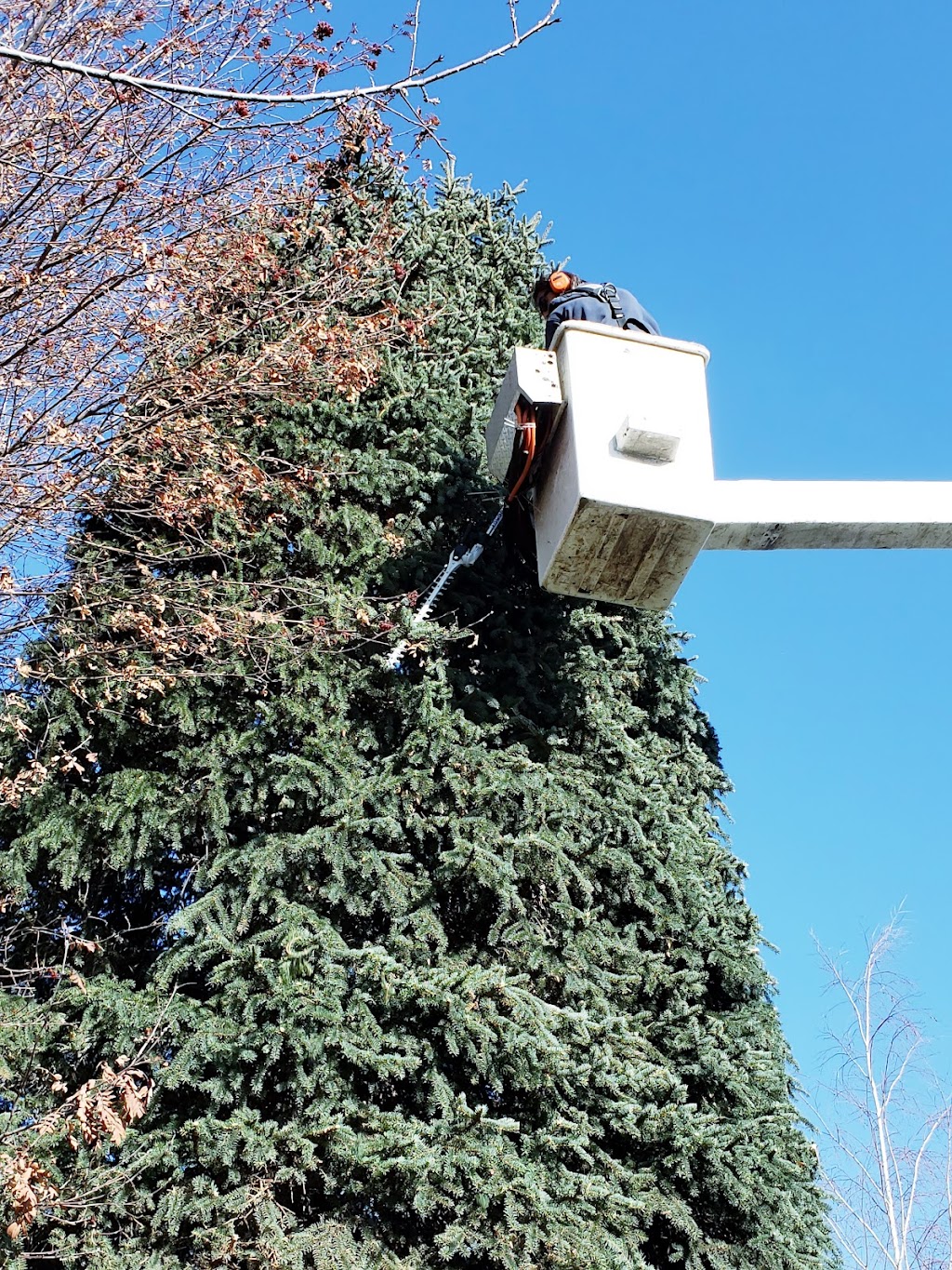 A1 Tree Service | 254035 Range Rd 284, Rocky View County, AB T1Z 0L2, Canada | Phone: (403) 992-6205