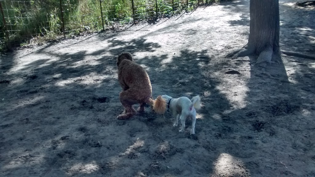 Dog Hill | Allotment Ln, Toronto, ON M6R, Canada