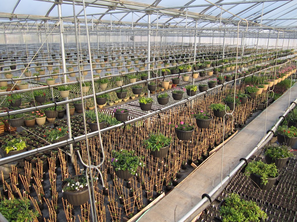 Plants Plus Greenhouse & Nursery | 702 Edith Ave, Petersfield, MB R0C 2L0, Canada | Phone: (204) 738-2634