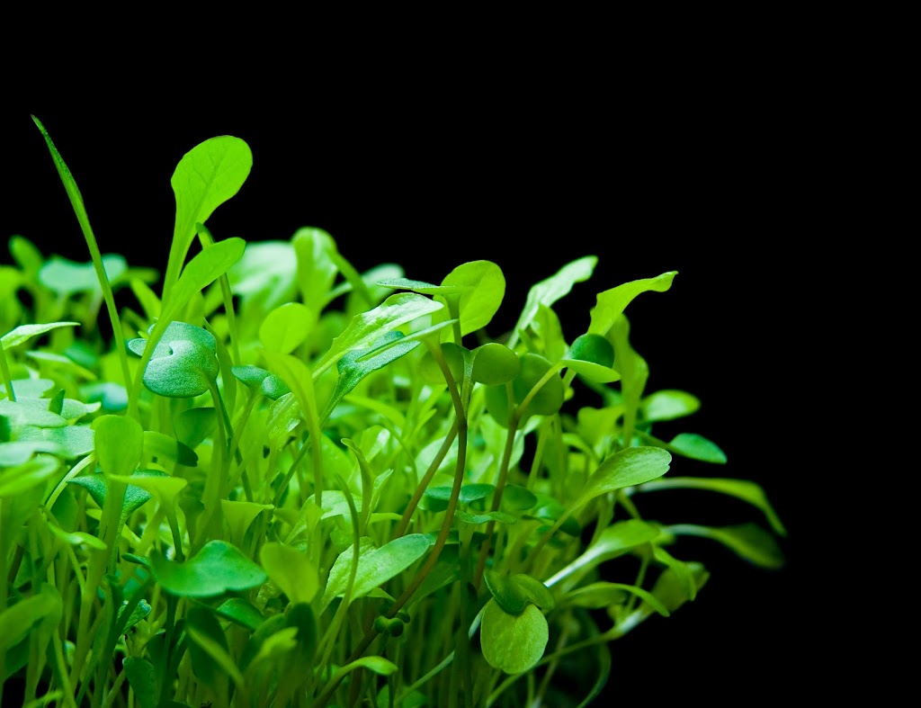 A&S Microgreens | 4144 St Catherines Dr #1, Cobble Hill, BC V0R 1L3, Canada | Phone: (250) 710-6135