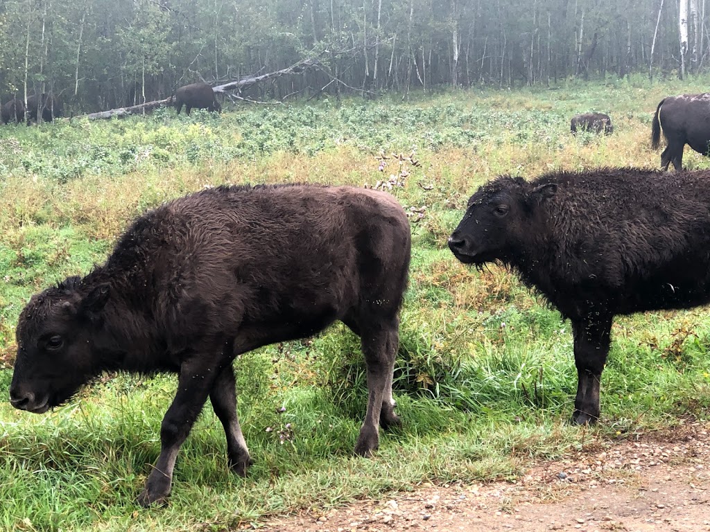 Bison loop road | Unnamed Road, Ardrossan, AB T8G 2A6, Canada