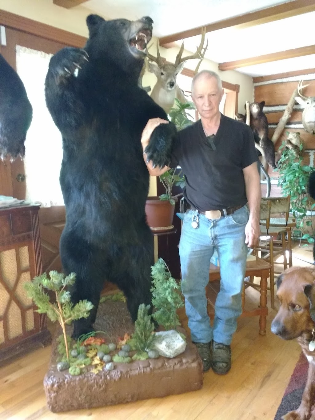 Robert Laguë Taxidermie | 175 Rang Tringle, Sainte-Sabine, QC J0J 2B0, Canada | Phone: (450) 293-3521