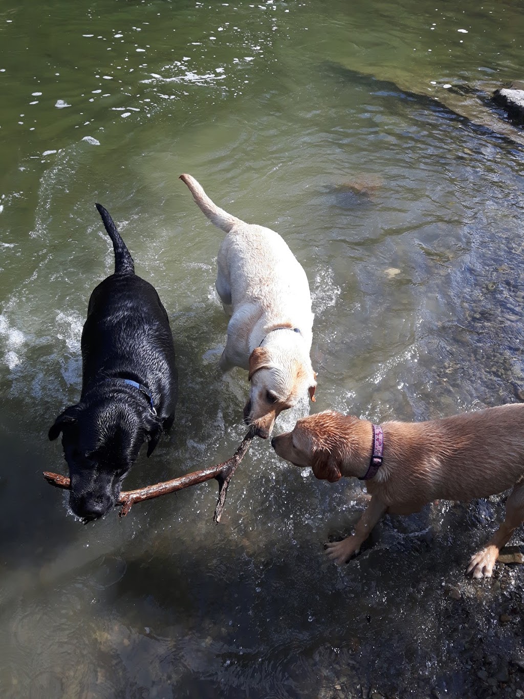 Etobicoke Creek Offleash Dog Park | South of Dundas, Southcreek Rd, Mississauga, ON L4X 1L9, Canada