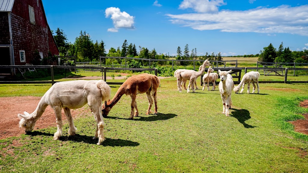 Green Gable Alpacas | 5627 PE-12, Tyne Valley, PE C0B 2C0, Canada | Phone: (902) 303-0647