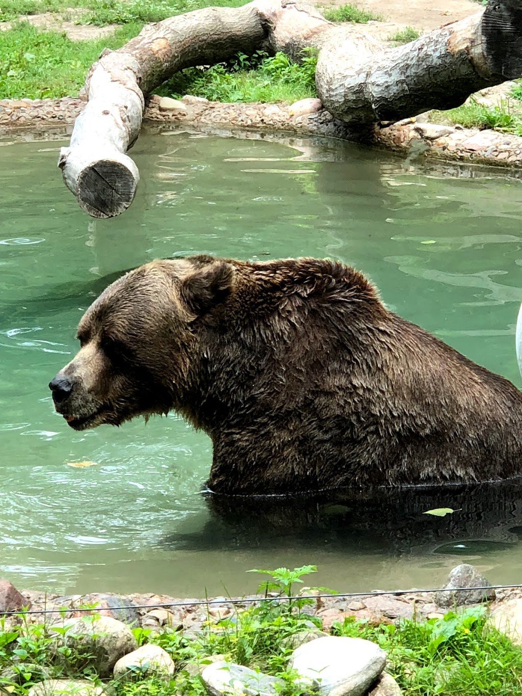 Grizzly Bear Exhibit | 2000 Meadowvale Rd, Scarborough, ON M1B 5K7, Canada | Phone: (416) 392-5929