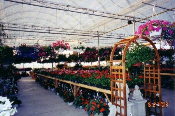 Leslie Gardens Nursery And Greenhouse | 22517 Leslie St, Queensville, ON L0G 1R0, Canada | Phone: (905) 478-8111