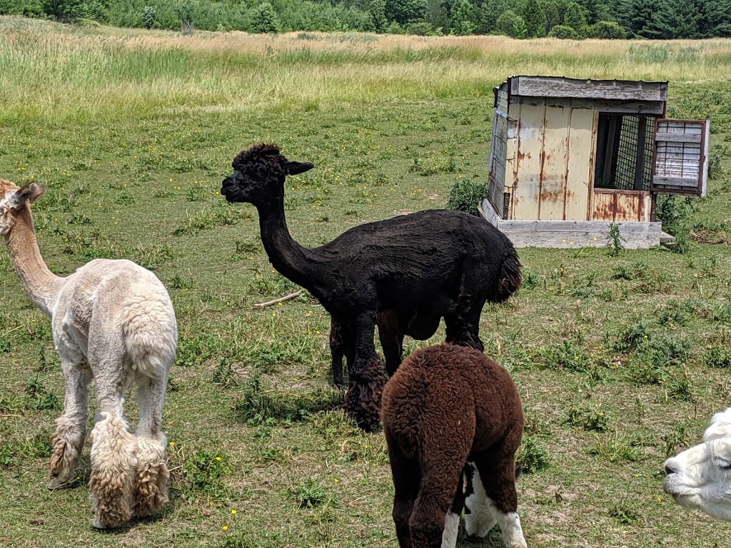 DL Farms Alpaca (registered Alpaca and Products) | RR1, 542 Amberley Rd, Lucknow, ON N0G 2H0, Canada | Phone: (519) 528-2406