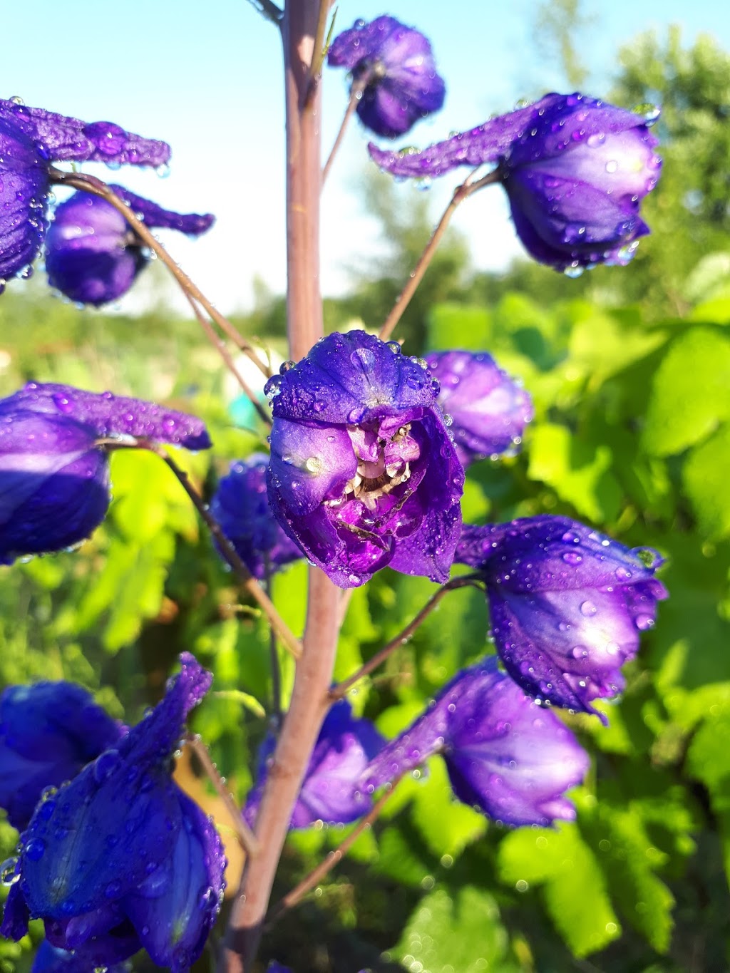 Pitt Meadows Community Garden | 11410 Bonson Rd, Pitt Meadows, BC V3Y 2S3, Canada