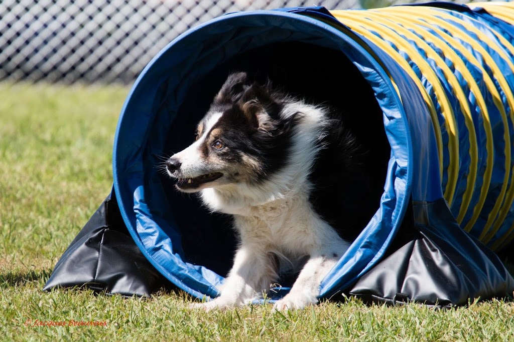 Professionnel Légitime Canin | 230 Rang de la Montagne, Rougemont, QC J0L 1M0, Canada | Phone: (514) 922-2752