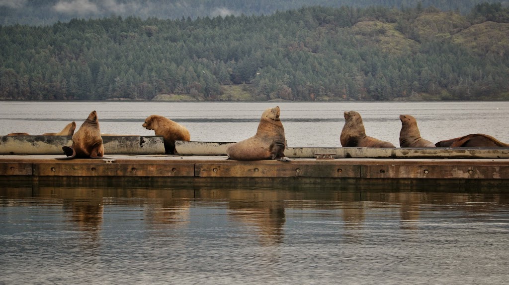 Cowichan Bay Fishermens Wharf Assn | 1699 Cowichan Bay Rd, Cowichan Bay, BC V0R 1N0, Canada | Phone: (250) 746-5911