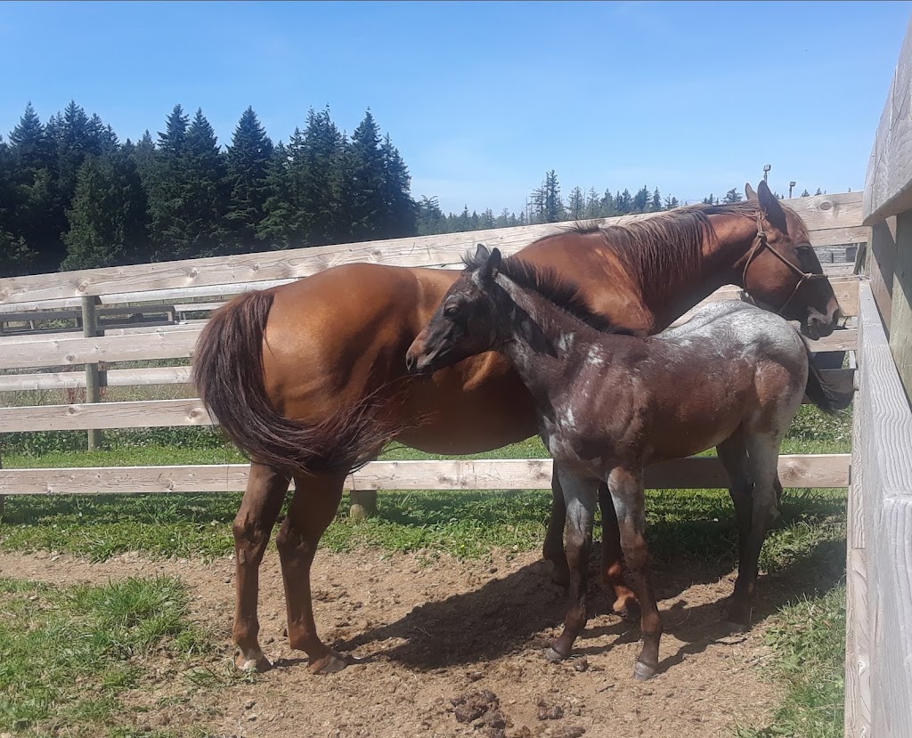 Pacific Country Stables | 21852 16 Ave, Langley Twp, BC V2Z 1K5, Canada | Phone: (778) 549-6939