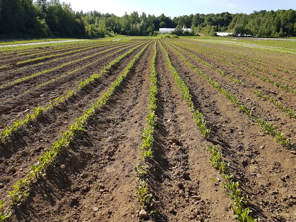 Au Potager Du Paysan | 1195 Grand Rang Sainte-Clotilde, Sainte-Clotilde-de-Châteauguay, QC J0L 1W0, Canada | Phone: (514) 269-4213