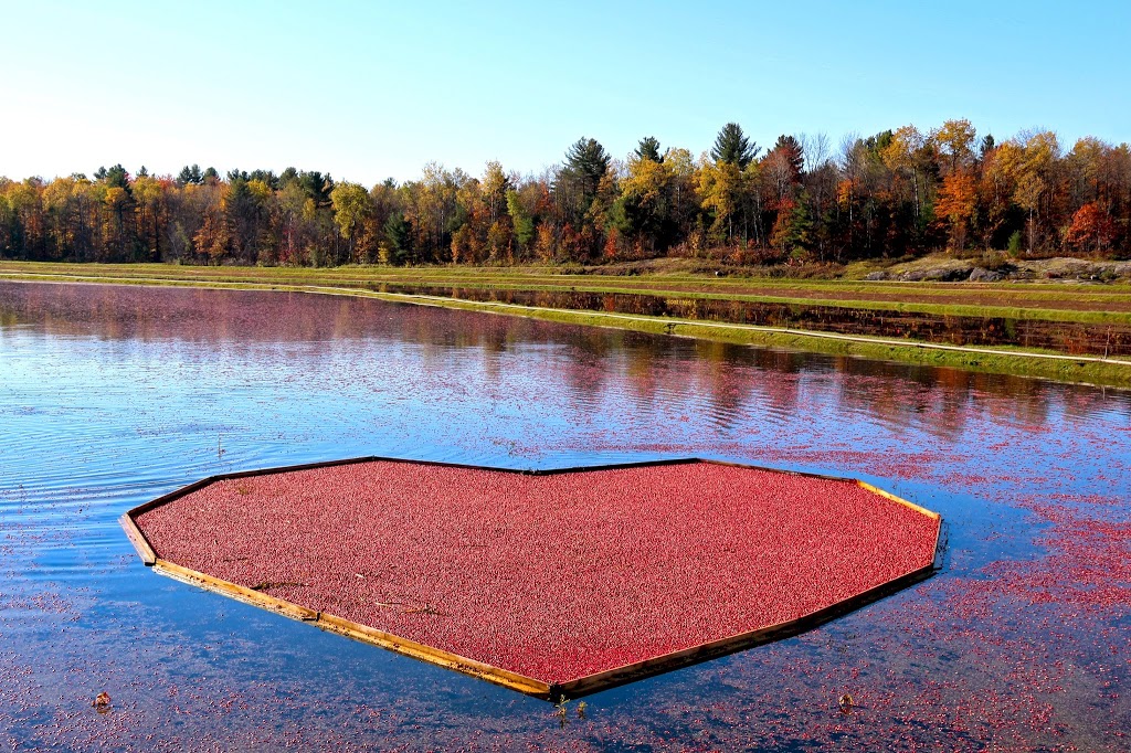 Muskoka Lakes Farm & Winery | 1074 Cranberry Rd, Bala, ON P0C 1A0, Canada | Phone: (705) 762-3203