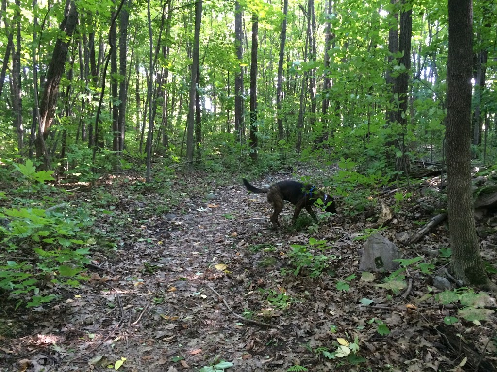 Rousseau Forest, Pincourt | Pincourt, QC J7V 4K2, Canada