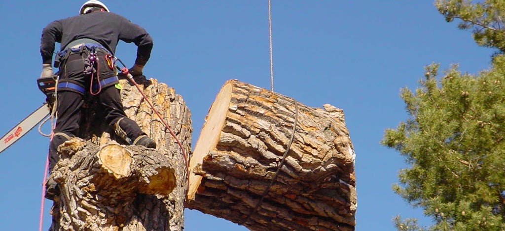 Tree Service Coquitlam Inc. | 1145 Inlet St, Coquitlam, BC V3B 6E8, Canada | Phone: (778) 488-9410