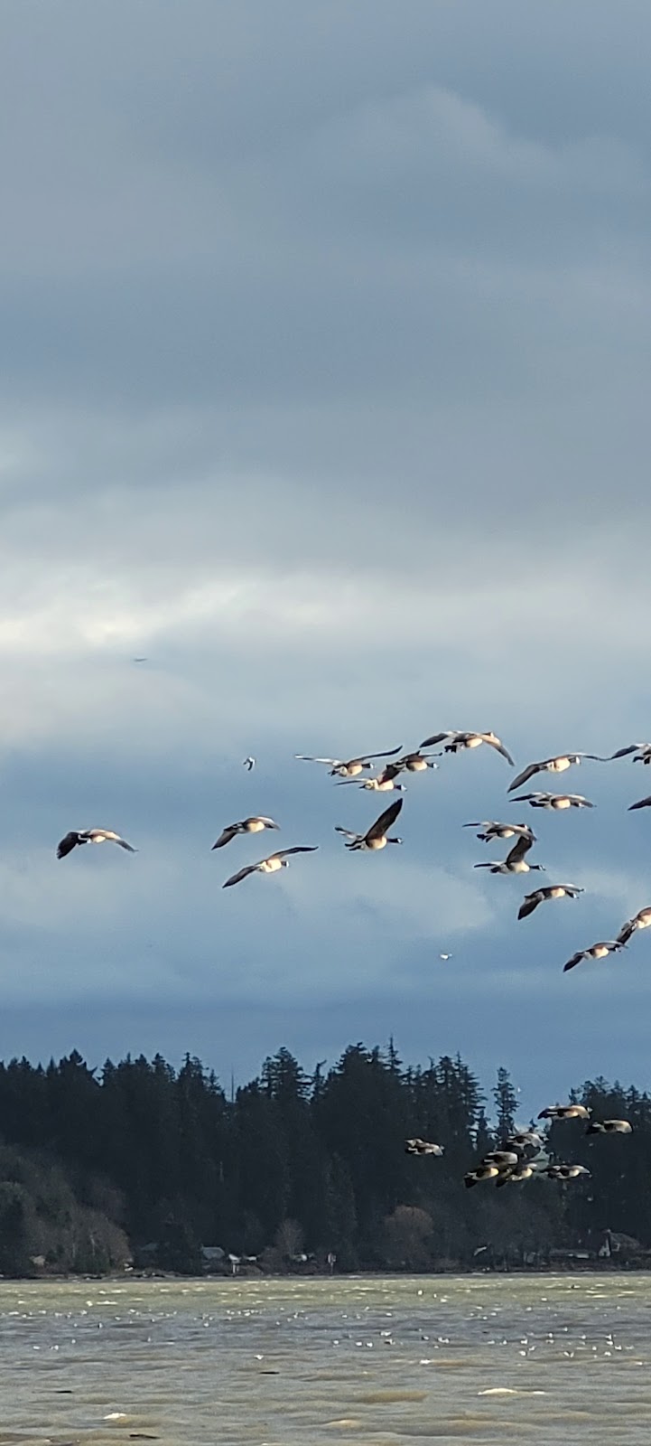 Courtenay Airpark Water Aerodrome | 140 20th St, Courtenay, BC V9N 2B5, Canada | Phone: (250) 897-9220