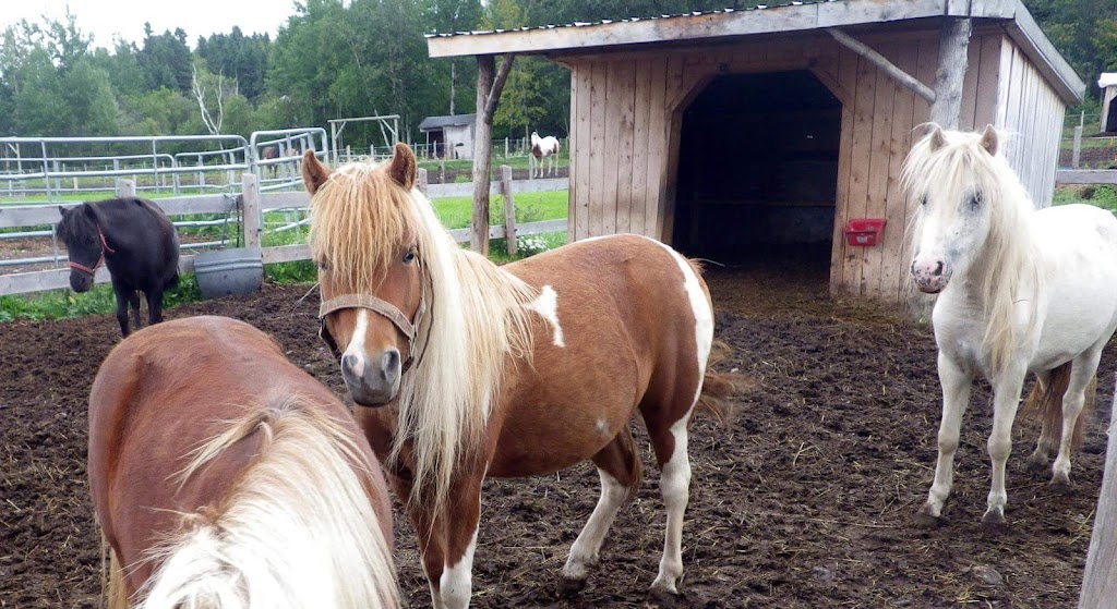 Écurie Le Sabot dOr | 400 10e Rang, Saint-Gédéon, QC G0W 2P0, Canada | Phone: (418) 662-6846