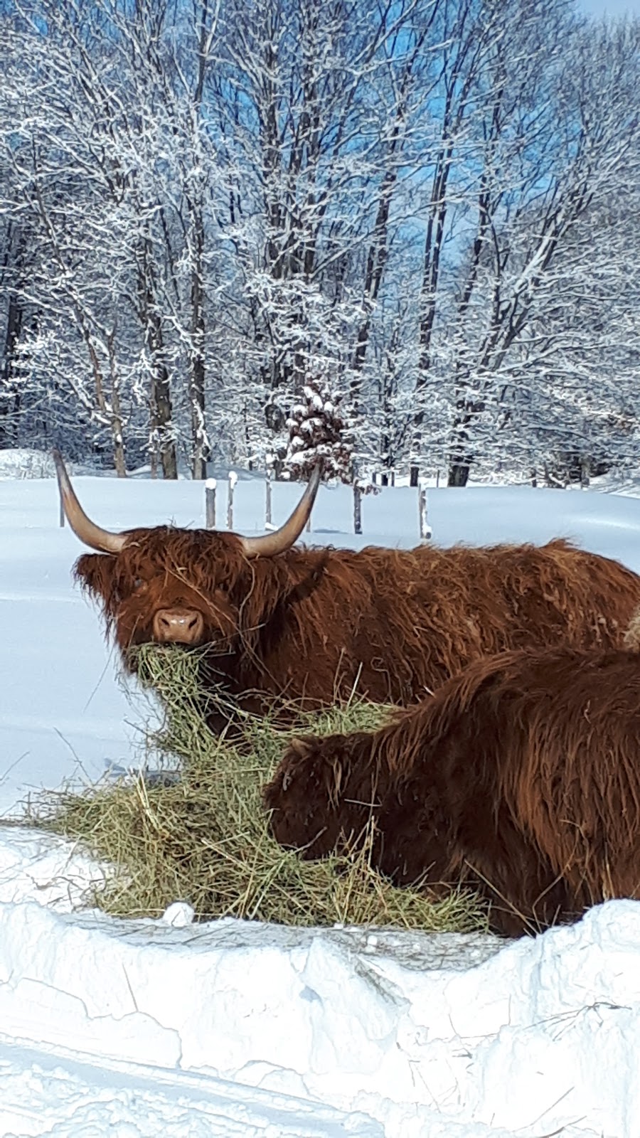 Ottawa Valley Farm To Fork | 1320 Scotch Bush Rd, Douglas, ON K0J 1S0, Canada | Phone: (613) 602-5253