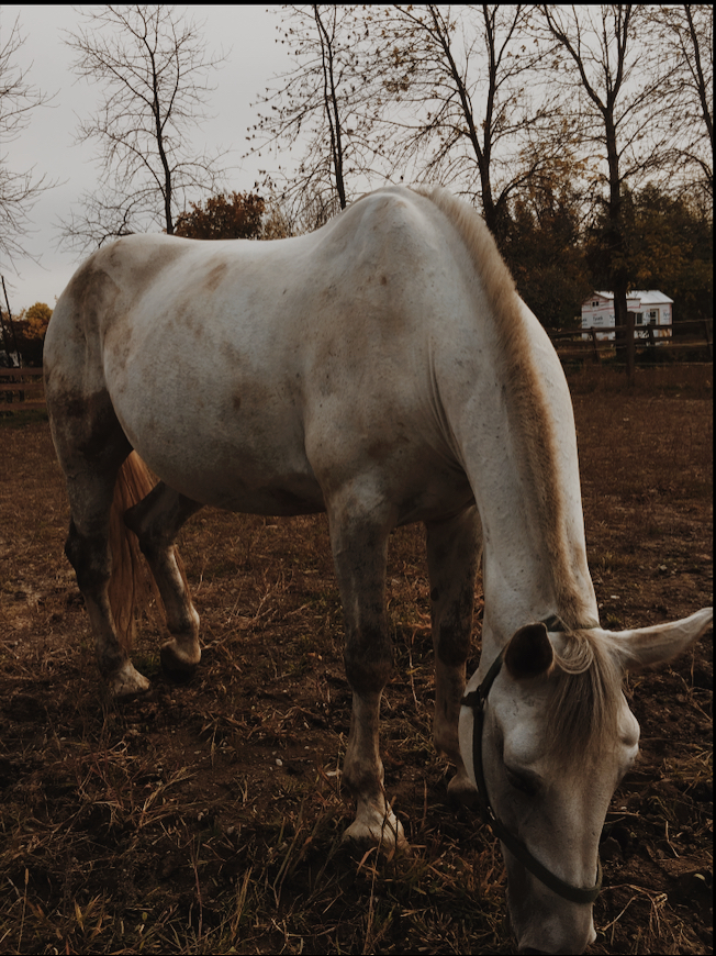 Ferme LAuteuilloise | 830 Bd des Mille-Îles, Laval, QC H7J 1E7, Canada | Phone: (450) 625-8826