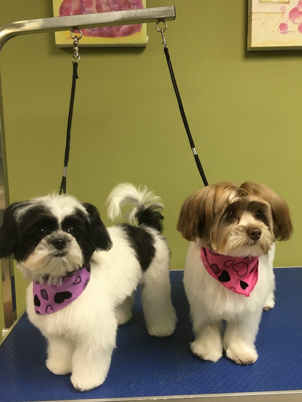 Durham Dog Grooming | 1627 Dundas St E, Whitby, ON L1N 2K9, Canada | Phone: (905) 728-3464