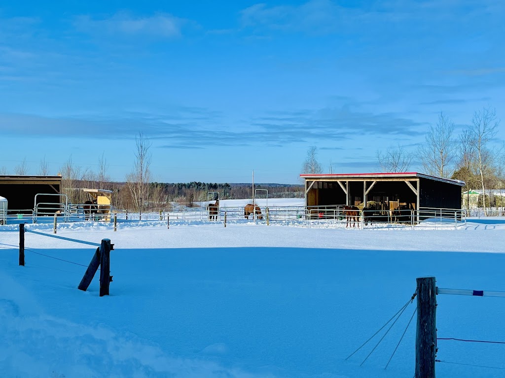 Les Écuries RJ | 1016 Rang 8 E, LAvenir, QC J0C 1B0, Canada | Phone: (819) 475-8197