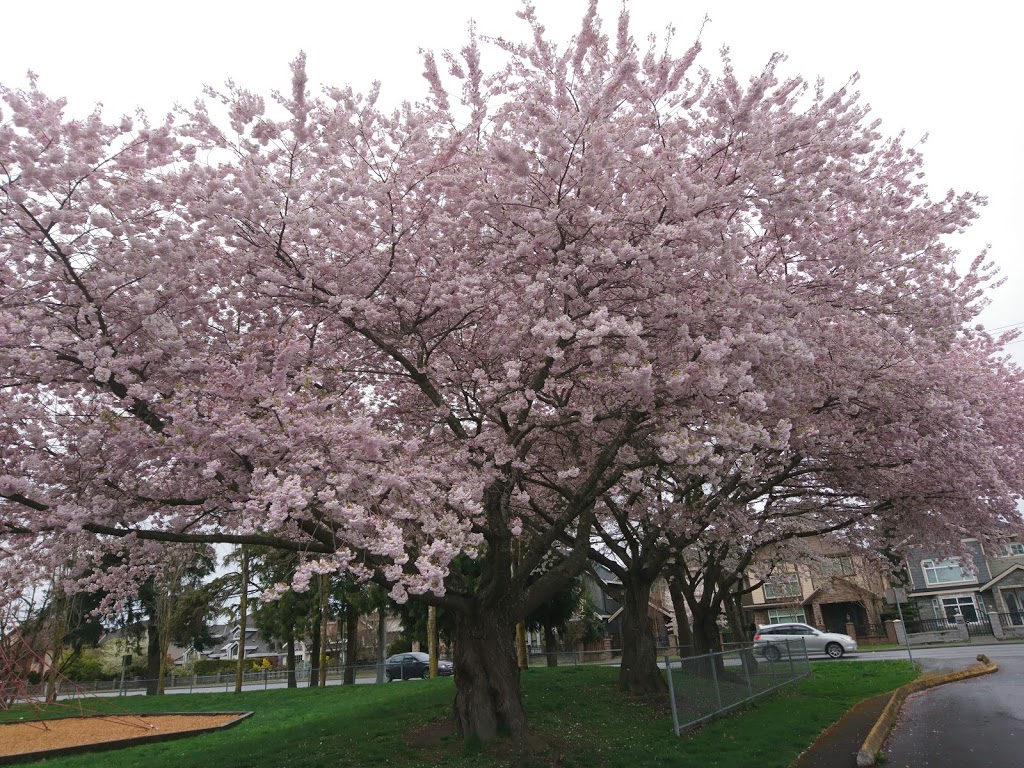 Blundell Elementary | 6480 Blundell Rd, Richmond, BC V7C 1H8, Canada | Phone: (604) 668-6562