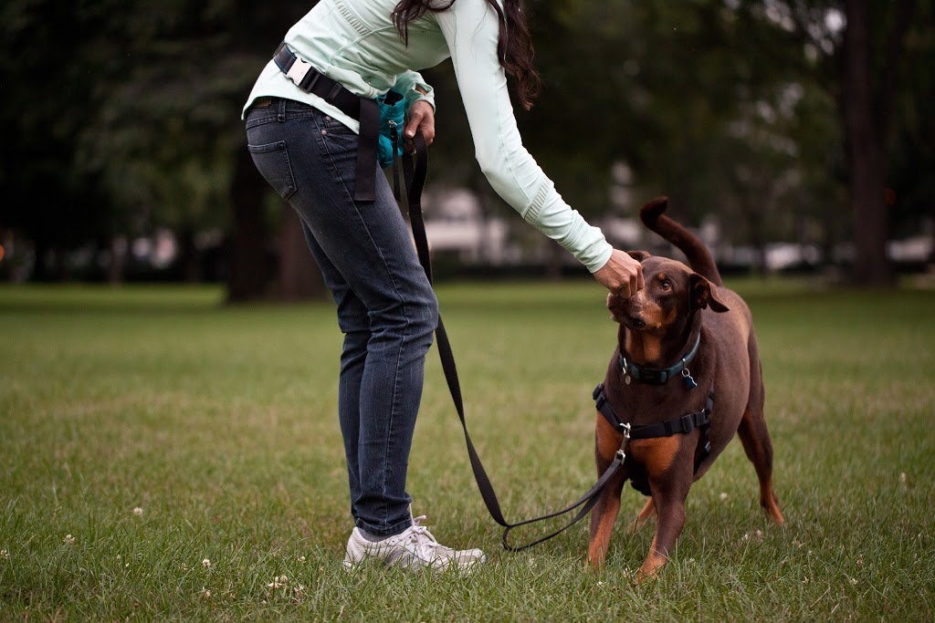 Puppy Power Dog Training - Boarding & Daycare Location | 1956 Shantz Station Rd, Breslau, ON N0B 1M0, Canada | Phone: (519) 781-8701