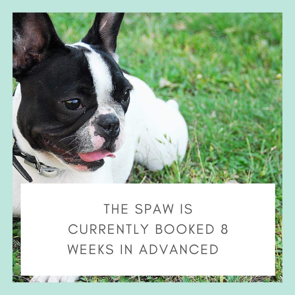 The Spaw Grooming By Amanda | 2376 County Rd 92, Elmvale, ON L0L 1P0, Canada | Phone: (705) 715-3286