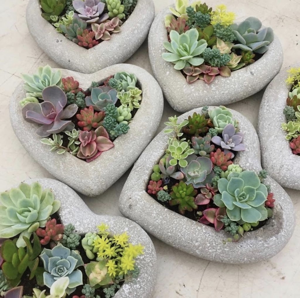 Canadian Succulents | Box 886, 3520 Durham Regional Rd 1, Uxbridge, ON L9P 1R4, Canada | Phone: (416) 464-8879