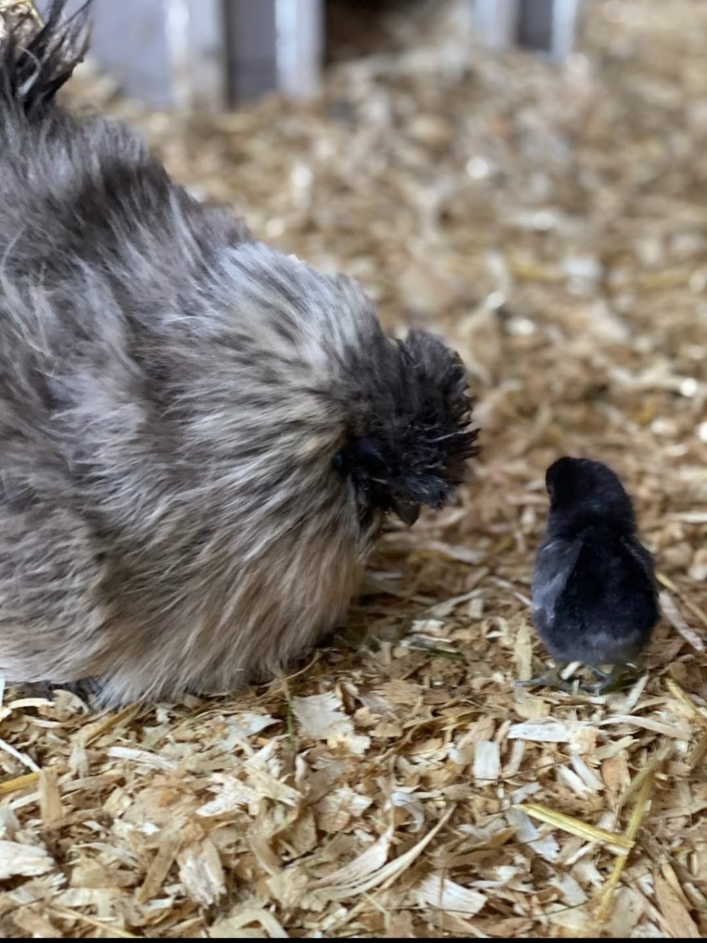 The Little Silly Goose Therapeutic Farm | 62 Station Road Extension, Western Shore, NS B0J 3M0, Canada | Phone: (902) 402-8443